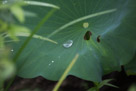 A drop of rain water on a large lotus leaf. The lotus is superhydrophobic, repealing water strongly. So rain water accumulates in these large beads on the leaves.