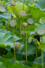 A group of seed cups at varing states of maturity.