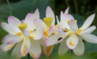 Three lotus flowers all together and at the same maturity level.