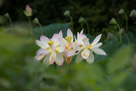 The three adjacent lotus flowers again.