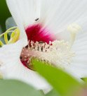 Close up of a hibiscus flower with bugs inside eating pollen.