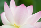 Details of a petal of almost all white with veins of pink.