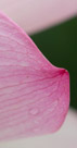 Detail of a flower petal.