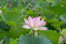 A flower set off against the green background of the folage.