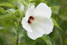 A nice fresh hibiscus.