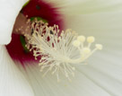 And a detail of that hibiscus. With a bug.