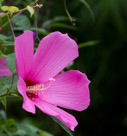 There are also a number of hibiscus at Kenilworth.