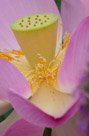 A close up of the interior of  a lotus flower with the immature seed head.