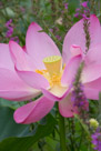 A lotus flower with more pink in the petals.