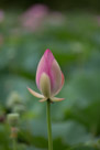 A lotus bud.