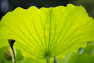 And a view of the light transmitted through a lotus leaf.