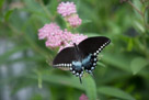 And a butterfly. Lots of butterflies at Kenilworth. And they a usually pretty easy to photograph. I got a lot of pictures but share only a few here.