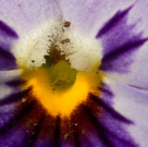 Crop of the previous photograph.