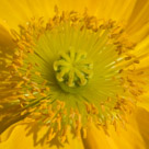Crop of the previous picture.