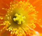 Crop ofthe previous picture