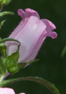 Crop of the previous photograph.