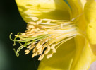 Crop of the previous photograph.