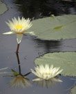 Water Lilies of Longwood Gardens