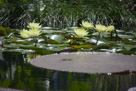 Water Lilies of Longwood Gardens