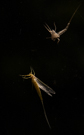 Mayfly Metamorphosis on my window