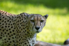 This cheetah seems resigned to having his picture taken one more time.