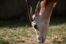 A Dama Gazelle.  Compare the hardness of the horns with the softness of the ears. Ears are laid back in a situational monitor mode.