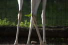 Another look at the legs of the Dama Gazelle. Note the bone structure around the knee of the rear leg and the graceful taper of the hamstring muscle.