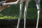 I take a lot of 'pattern' pictures. Here I highlight the long legs of the Dama Gazelle with an unexpected twist. Note the knees and bone structure of the legs. Note how they are so optimized with the skin stretched almost directly on the bone. There is very little fat.