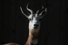 This gazelle is giving the photographer a skeptical look.