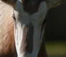 And the Oryx gives the photographer a skeptical look.