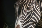 A Grevy's Zebra. An interesting study in black and white.