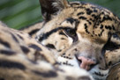 A Cluded Leopard wakes in time for a picture.