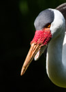 A Wattled Crane poses for his/her close-up.