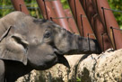 Our young male Asian Elephant does some limit testing. He is the happiest animal at the zoo as best I can tell.