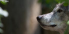 A gray wolf. Possibly looking into his future.