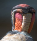 Back of the head of the King Vulture. I find these birds for photogenic.  This is just a crazy picture. Need to get another picture a little better in focus.