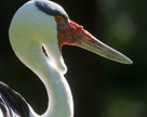 The Wattled Crrane in profile.