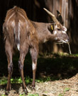 Sitatunga grazes on hay. I need better pictures of these fellows.