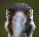 Here a White-naped Crane gives a photographer a good brisk  inspection.