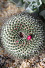 A little barrel cactus in the National Batonical Garden on the mall. The pattern of thorn pedistals appears to spiril out from a center point. And if you look closely, all the thorn sets are in similar patterns