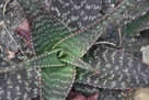 And another succulent. Note that the thorns are strategically placed on the edges as most mature leaves lay flat.