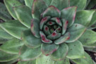 Note how the leaves of this succulent come out one by one with no two the same size.  At first glance they may appear to be paired like petals on some flowers.They are not.  The leaves are calved one at a time in the cactus and they spiral out just like other cactus.