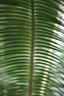 This is a fern frond.