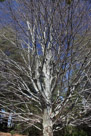 And a tree. When trees are dormant with the leaves off, the patterns and textures that define each species are apparent.