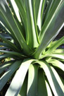 The pattern at the base of an agave plant.