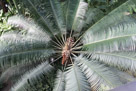 A top view of a fern.