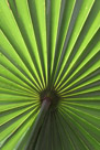 The view from behind a large palm leaf.