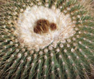 And another little barrel cactus example.