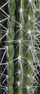 Notice the thorns on the ribs of this cactus. The thorns on alternate ribs alternate in protecting the surface of the cactus from herbivores. Very effecient use of space.