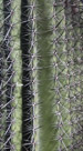 Again we see the thorns on the ribs of  a barrel cactus.